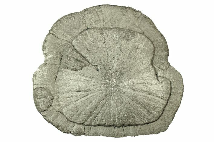 Pyrite Sun - Sparta, Illinois #316011